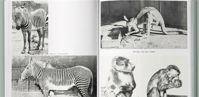 一百多年前,最时髦的事是去逛动物园